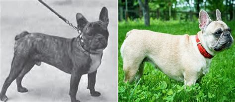 french bulldog before and after.